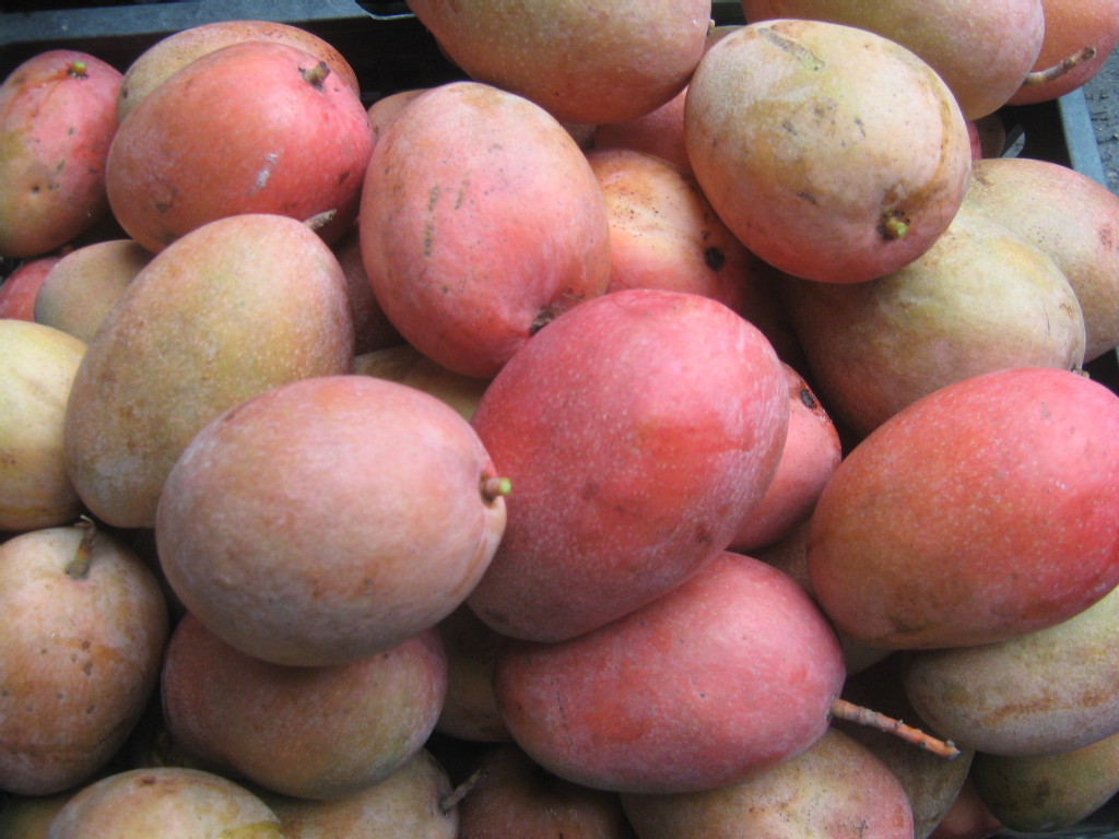 供应批发海南产的新鲜特级玉文芒果