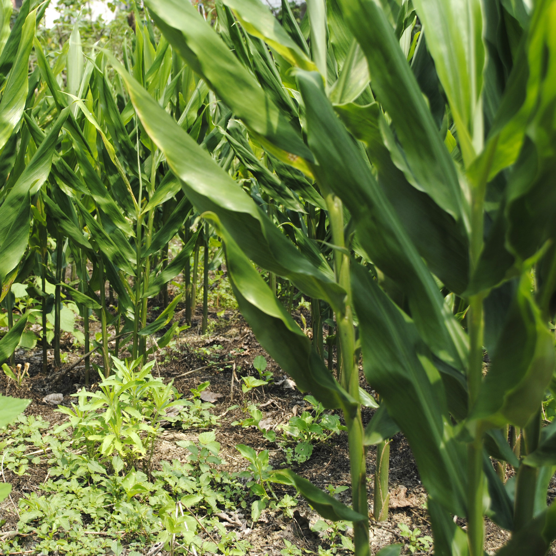 保康野御农产品 新鲜农鲜产品 将抗 无污染 元藿