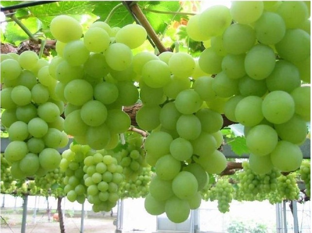 韩国粒粒葡萄汁 238ml