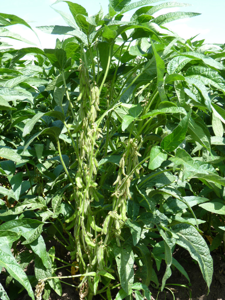 植物性饲料 区域代理加盟 豆类 农林牧渔项目合作 粮食作物种子 暂无