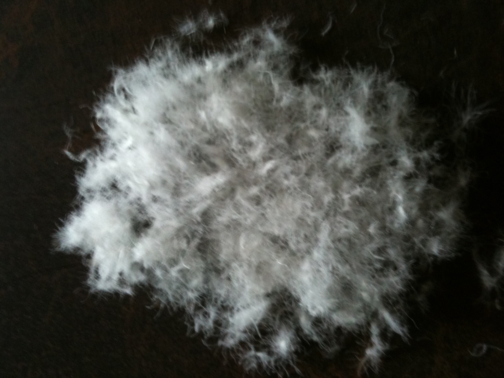 金海岸萧山厂家直销 90%国标白鹅绒清货 服装填充物 批发羽绒羽毛