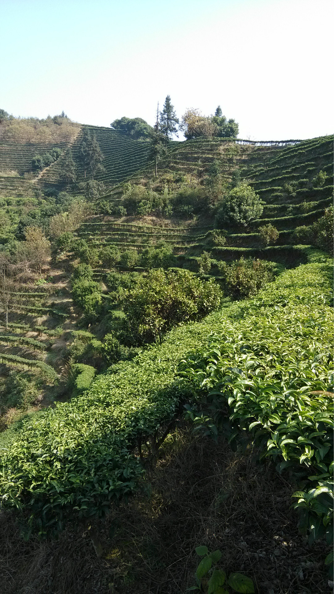 莽山红茶 国家森林公园 海拔1500米 无公害 无污染 高山茶