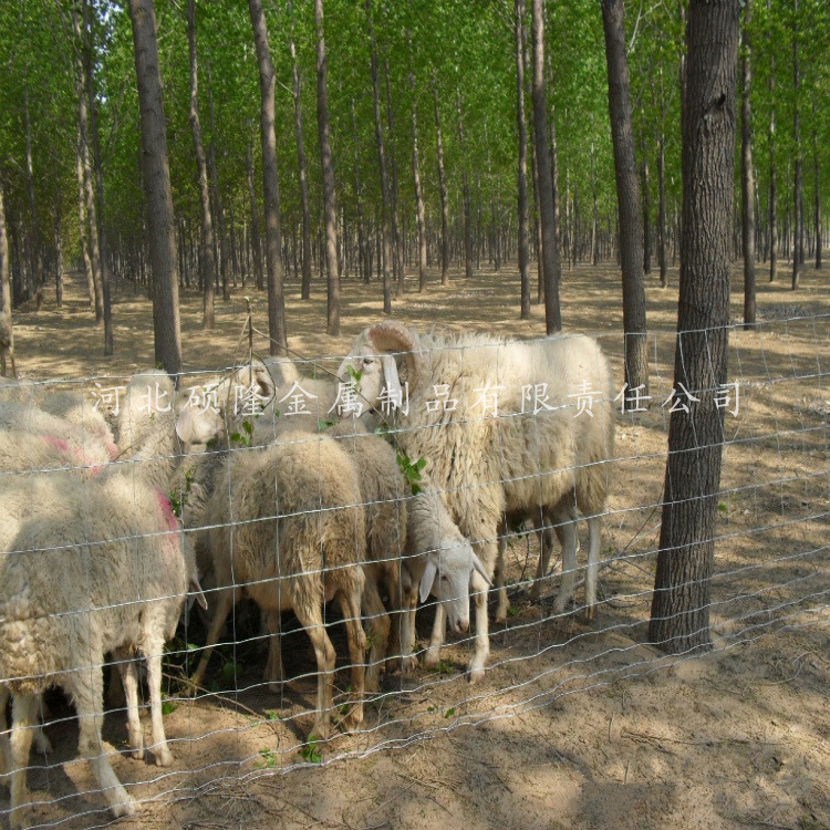 批量生產牧場養殖鍍鋅鐵絲草原網生態工程防護鍍鋅鐵絲草原網