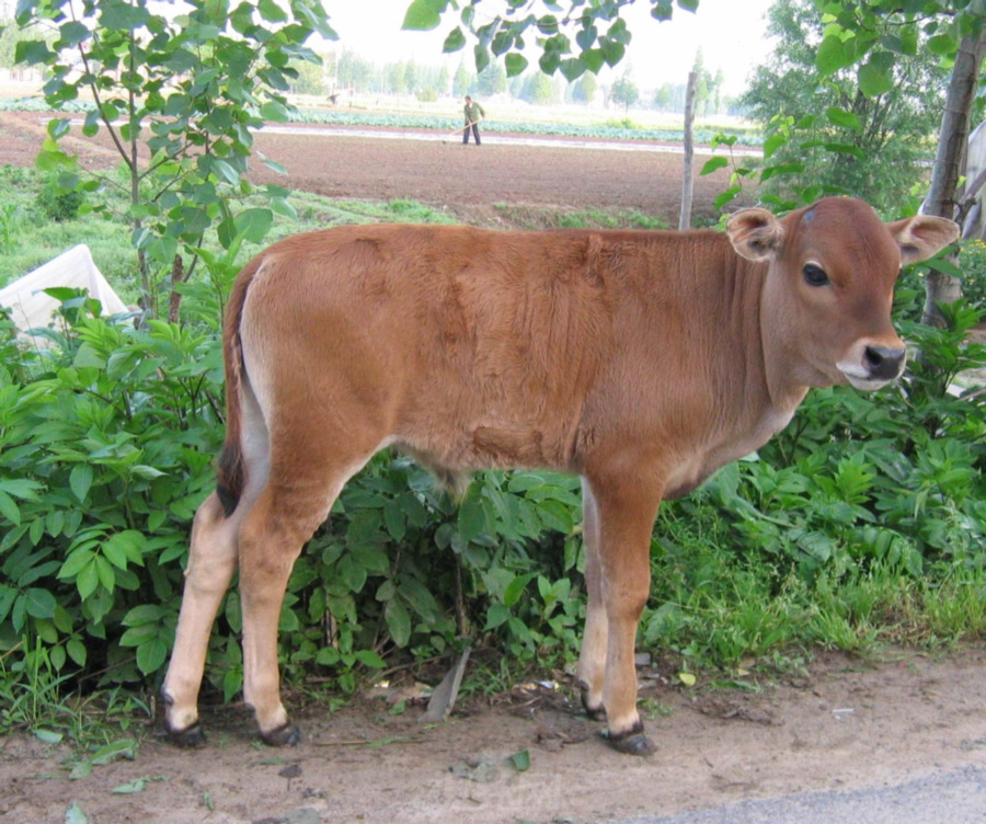 中国批发黄牛 肉牛 小黄牛 公牛 肉牛 ?