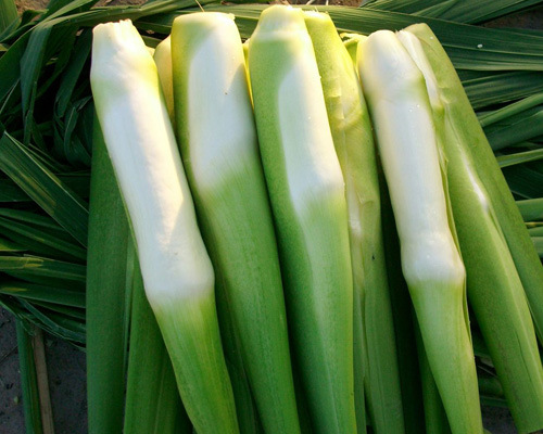 新鲜蔬菜 新鲜有机茭白 茭笋 健康绿色食品