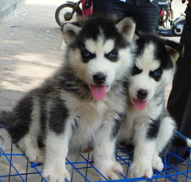 純種哈士奇幼犬 西伯利亞雪橇犬 三把火 藍眼睛