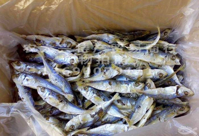 產地直銷 巴浪魚乾 潮汕特產鹹魚幹 饒平海鮮乾貨批發巴浪魚乾