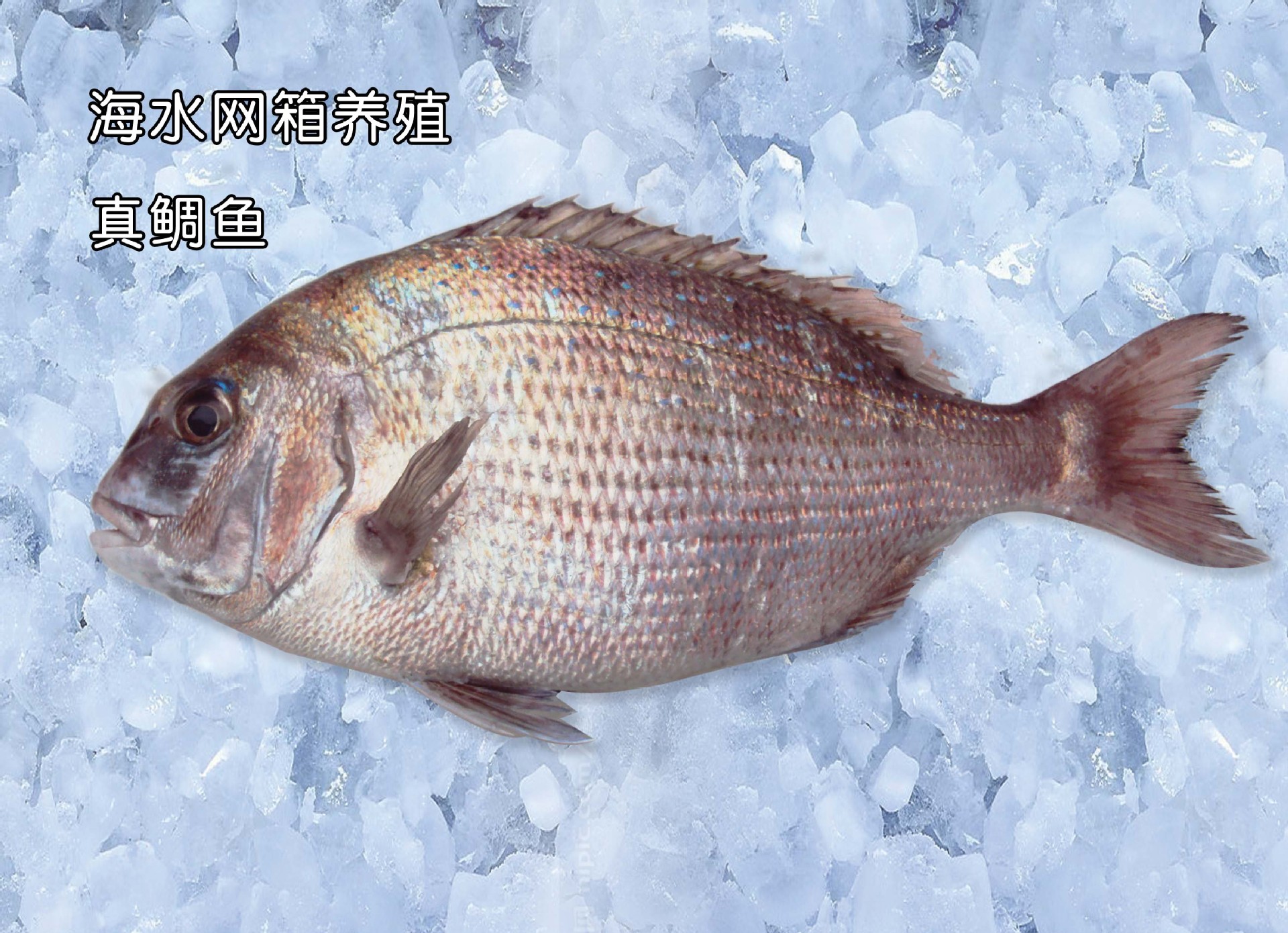 鱼排养殖真雕鱼加力鱼