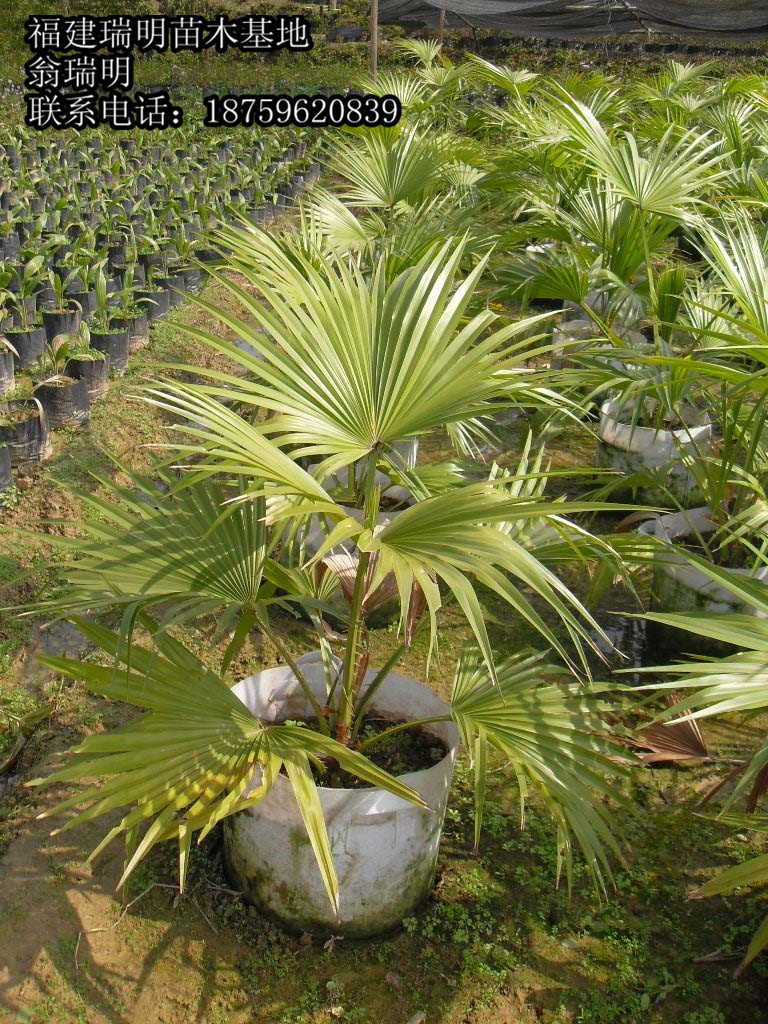 (包货上车)福建蒲葵,福建扇叶葵,福建葵树