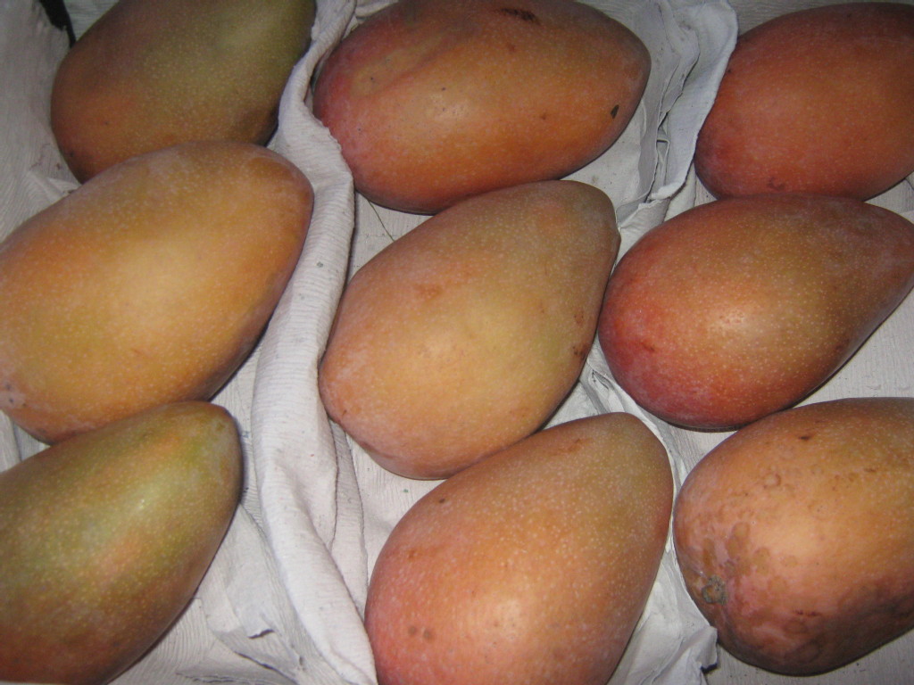 供应批发海南产的新鲜特级玉文芒果