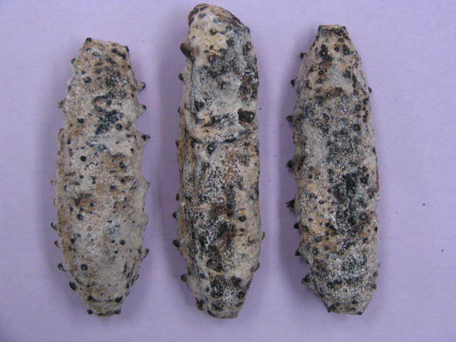 产地价批发海参 中东 非洲 黄玉参 猪婆参 梅花参 刺参 足参