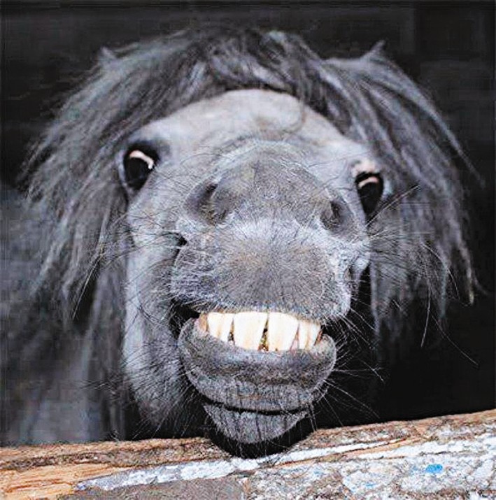 【谈天分享】它们笑得好灿烂