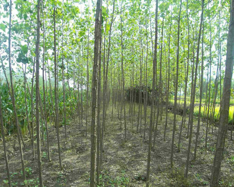 基地直销优质毛白杨 意杨 白杨树小苗批发 规格齐全 货源充足