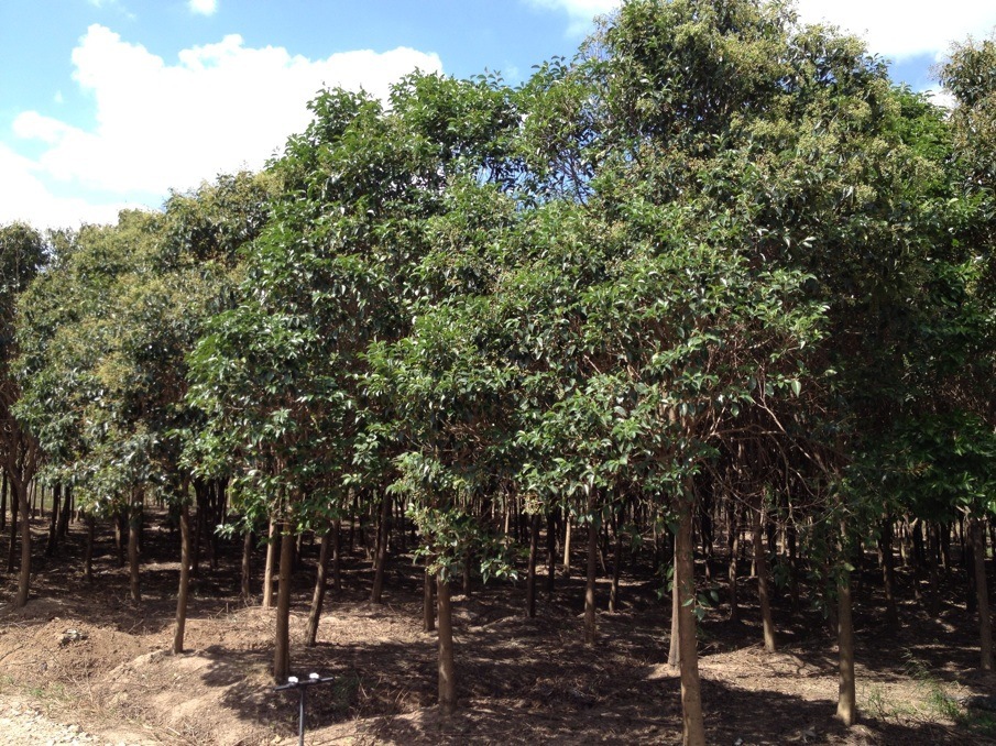 园林绿化造型树,大叶女贞,大叶女贞树