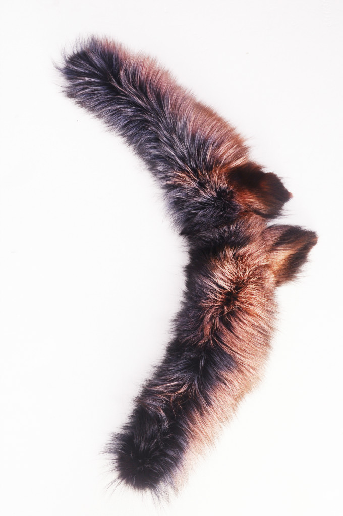 狐狸玄狐带腿染色牛角领