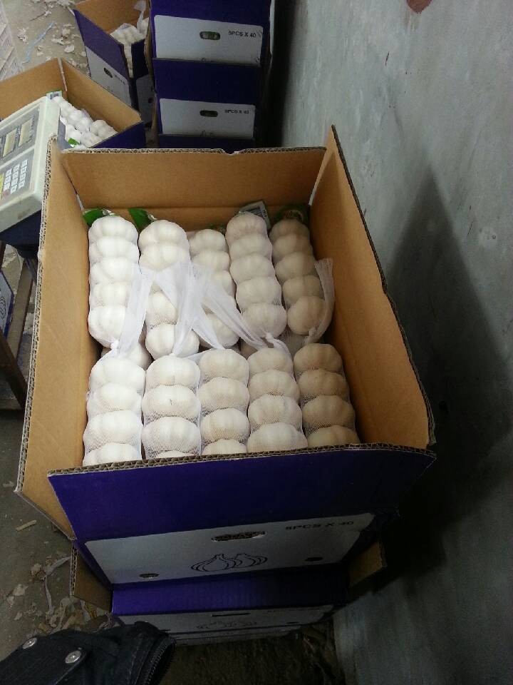 常年供应出口东南亚网袋装大蒜