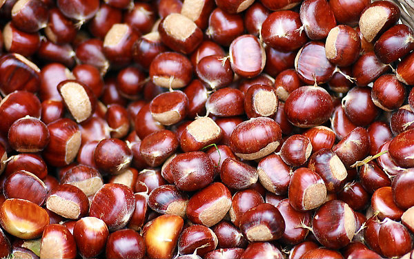 云南生板栗/炒板栗原料/中秋礼品/板栗批发