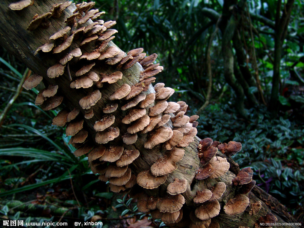灵芝提取物批发价格@东北 宁波立华 植物提取物-食品商务网