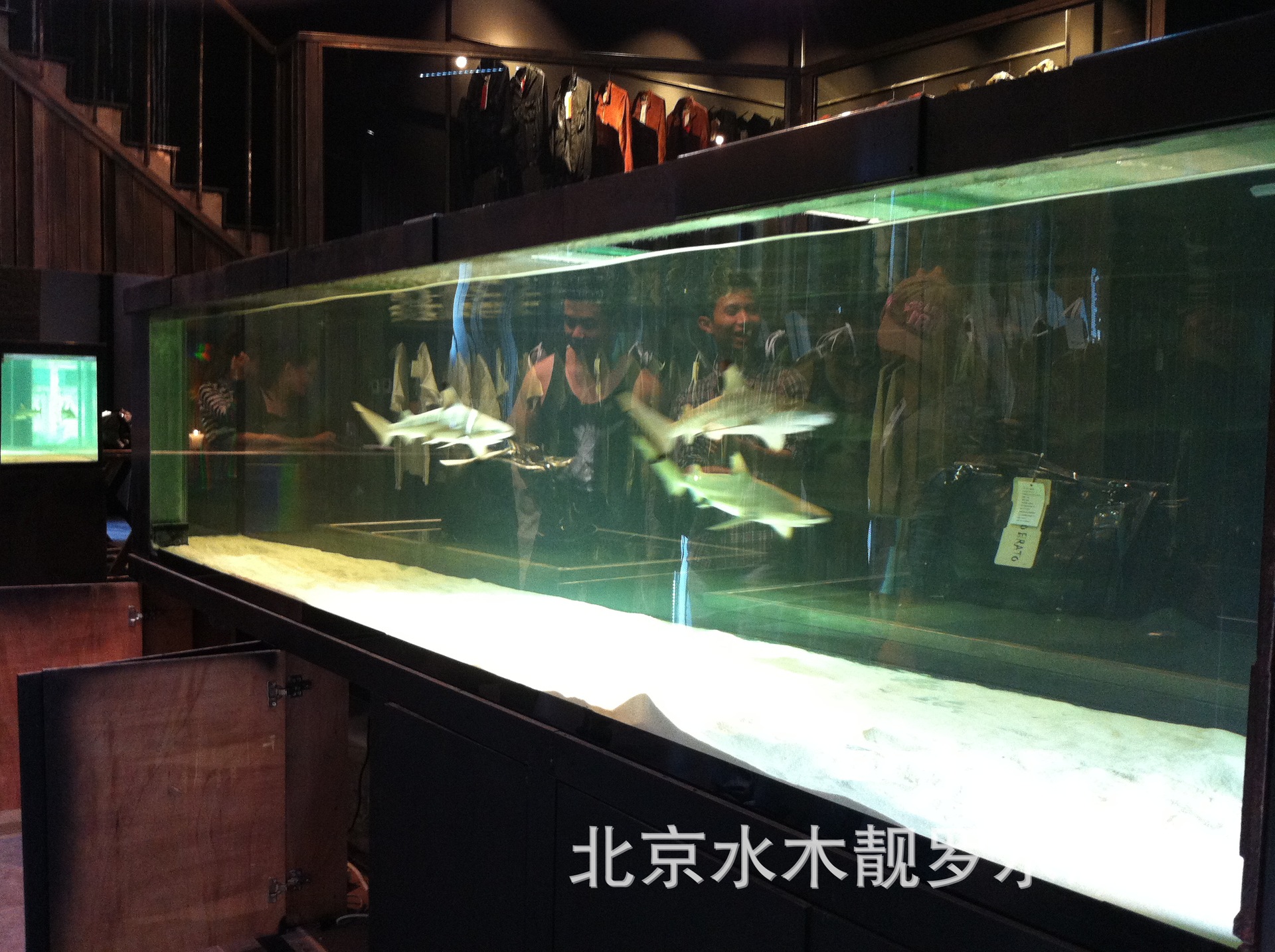 大型鯊魚魚缸工程定做亞克力玻璃魚缸