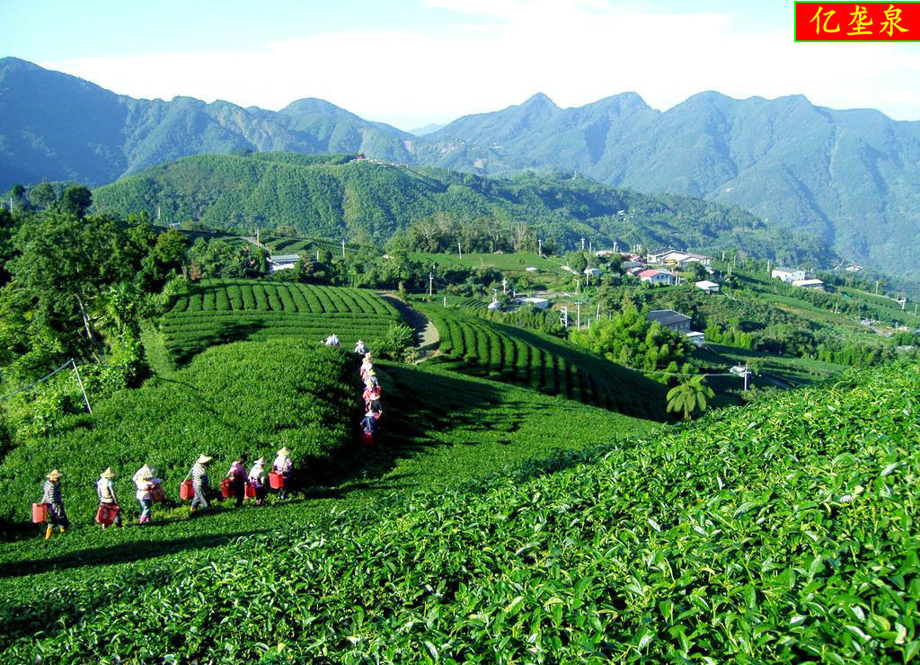 2013年春茶武夷山桐木关特级正山小种红茶养胃茶叶