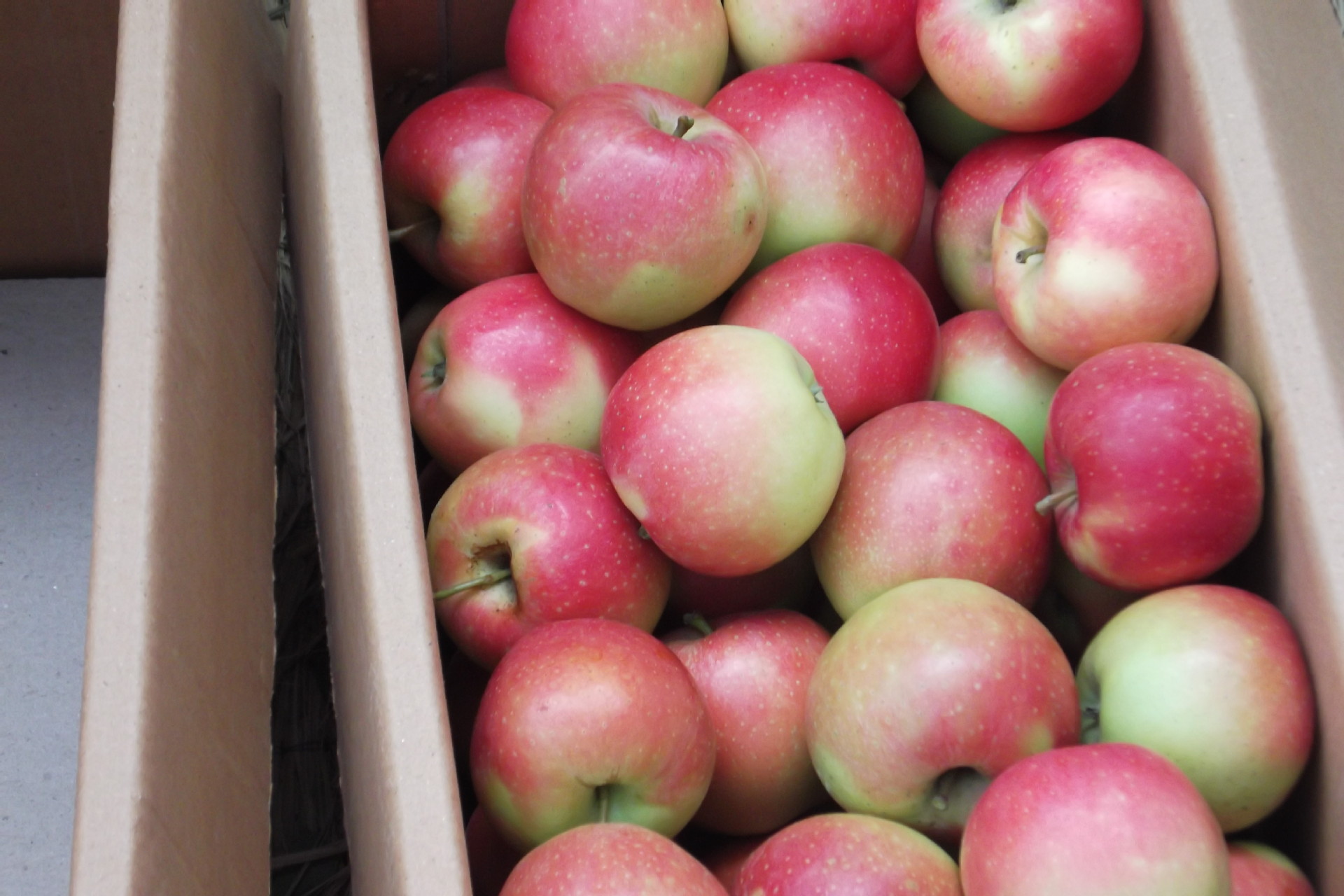 迎元旦特供:新鲜红富士苹果,口味独特,果面漂亮.