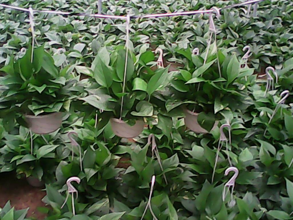 特价鸿声牌吊绿萝(全国供应)