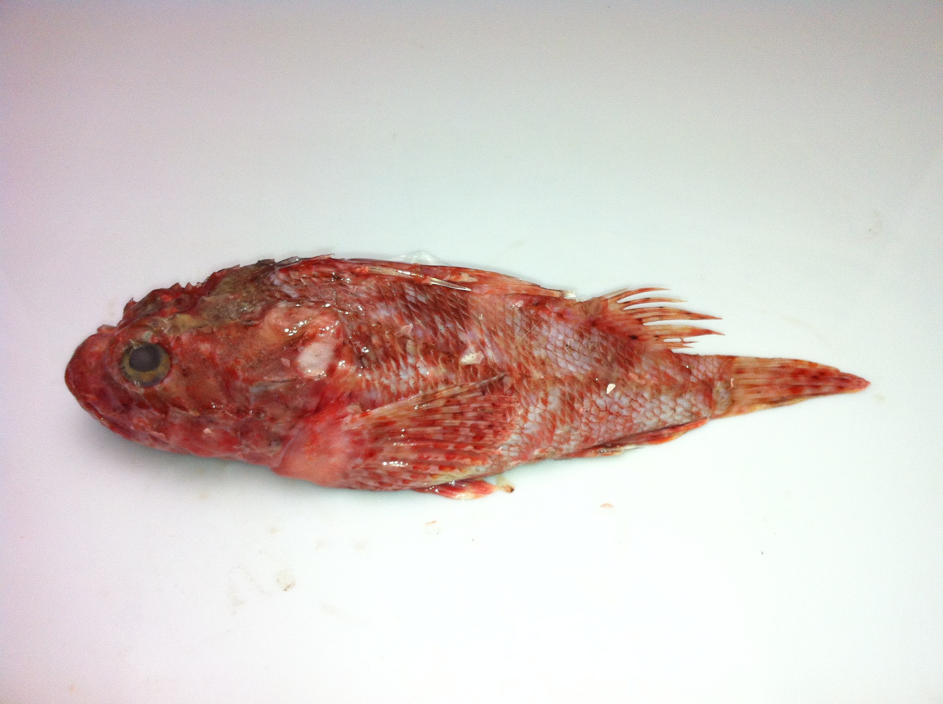 新鲜虎头鱼新鲜海鲜东海虎头鱼石塘松门小网海鲜