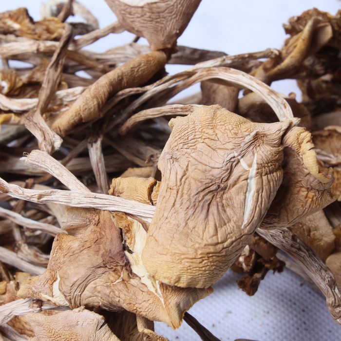茶树菇 食用菌 特价批发 山珍 野生菌图片_8