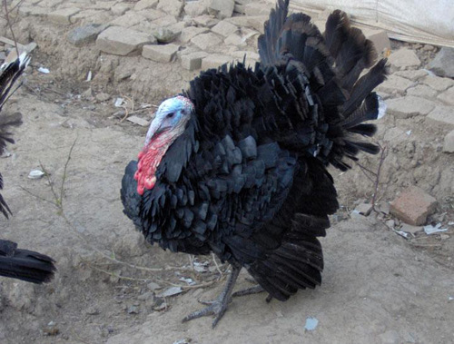 种火鸡供应火鸡特种养殖商品火鸡火鸡肉