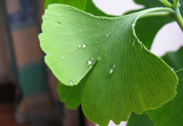 东台新街生白果/烘干银杏叶/干白果/干白果叶