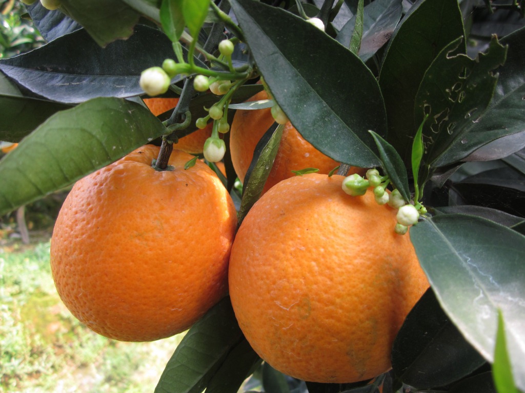 夏季热销橙子 橙黄汁多爽脆反季节销售橙子 农户直供奥灵达夏橙