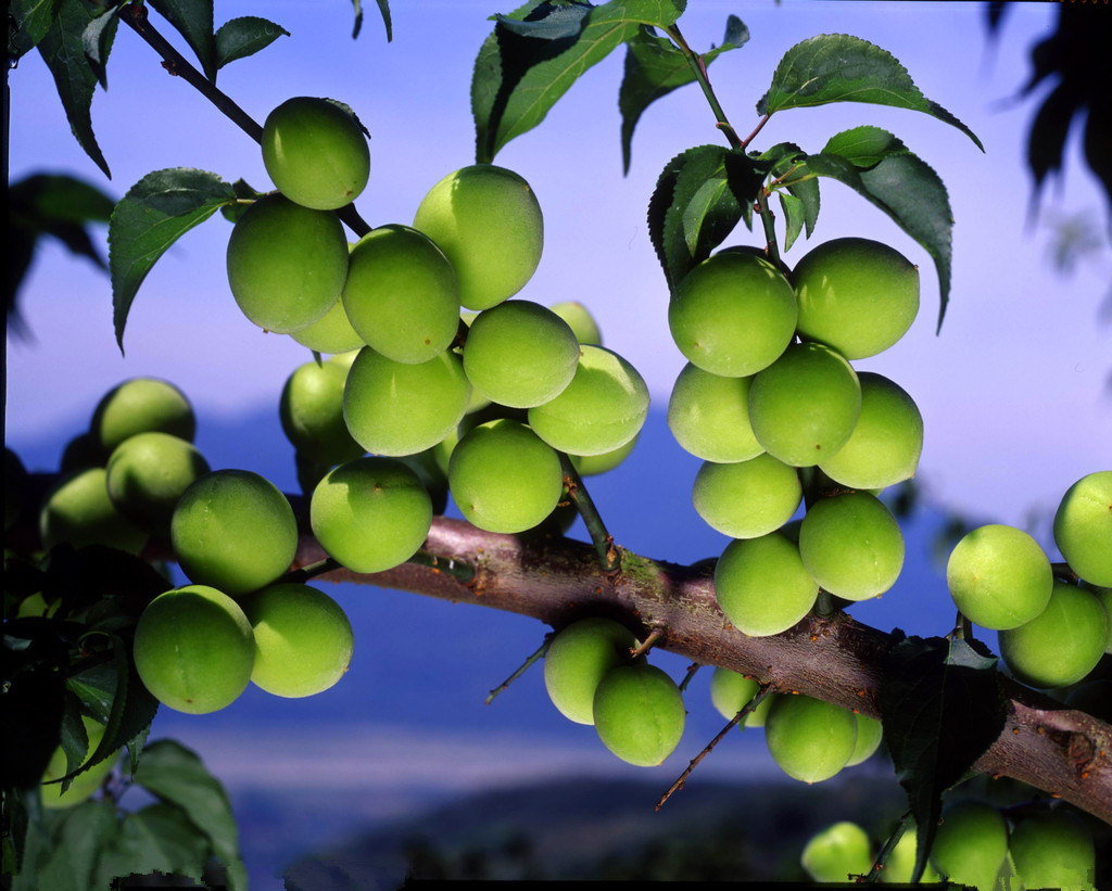 厂家优惠供应酸梅香精 香味浓郁 水油两用型