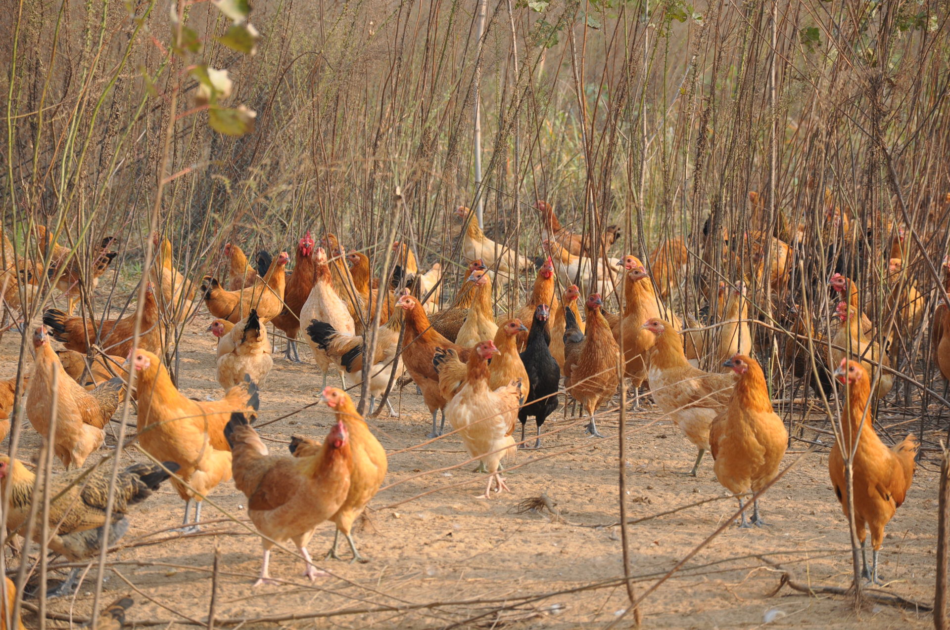 绿色产品 新野柴鸡 柴鸡蛋(0.8元/个)