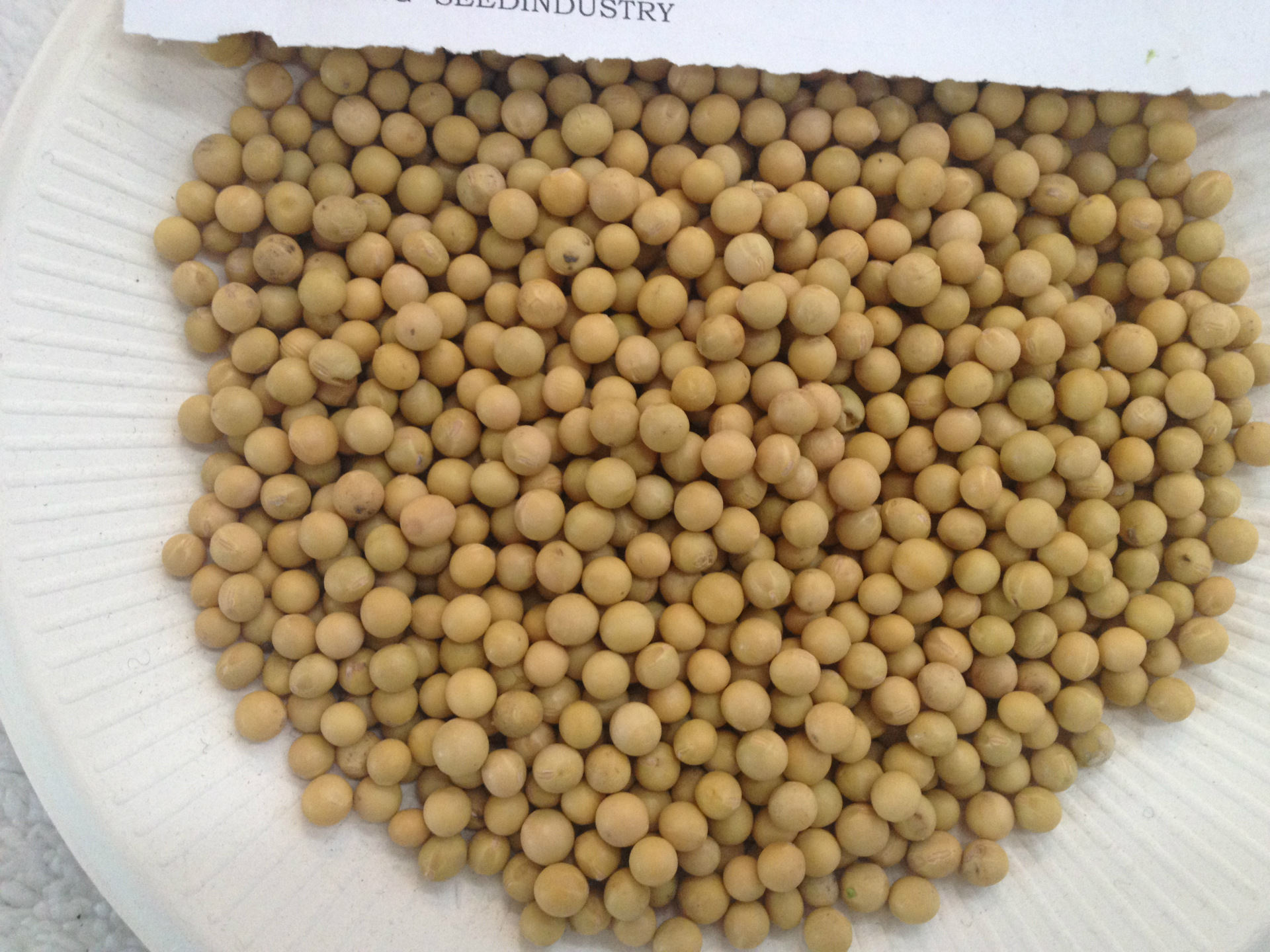 【非转基因】黄豆种子