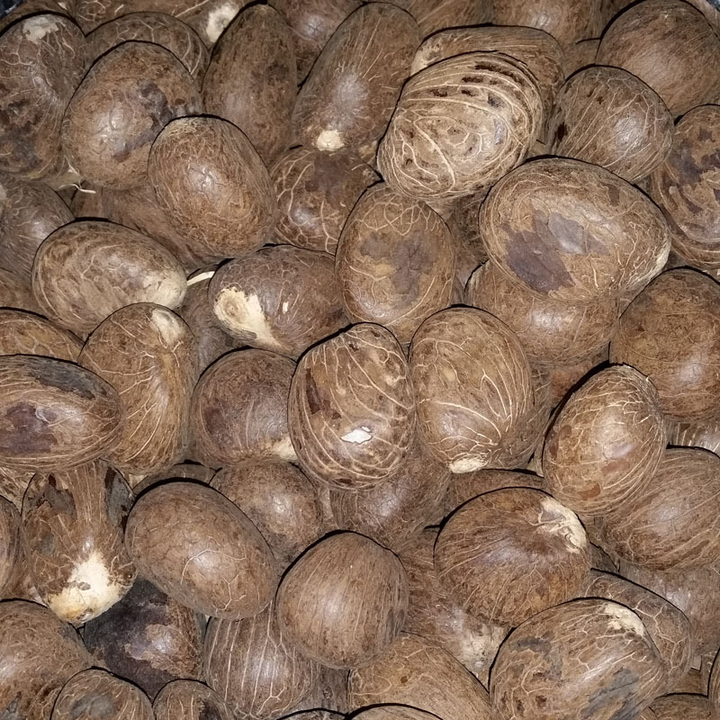 非洲进口 象牙果未打磨雕刻原料特大果通货 千眼菩提子批发