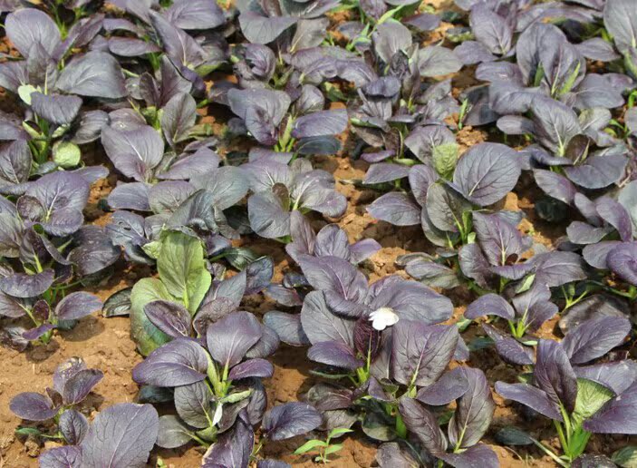 我要发芽 蔬菜种子 紫金油菜种子 紫油菜上海青 风味鲜美 20粒/包 - 