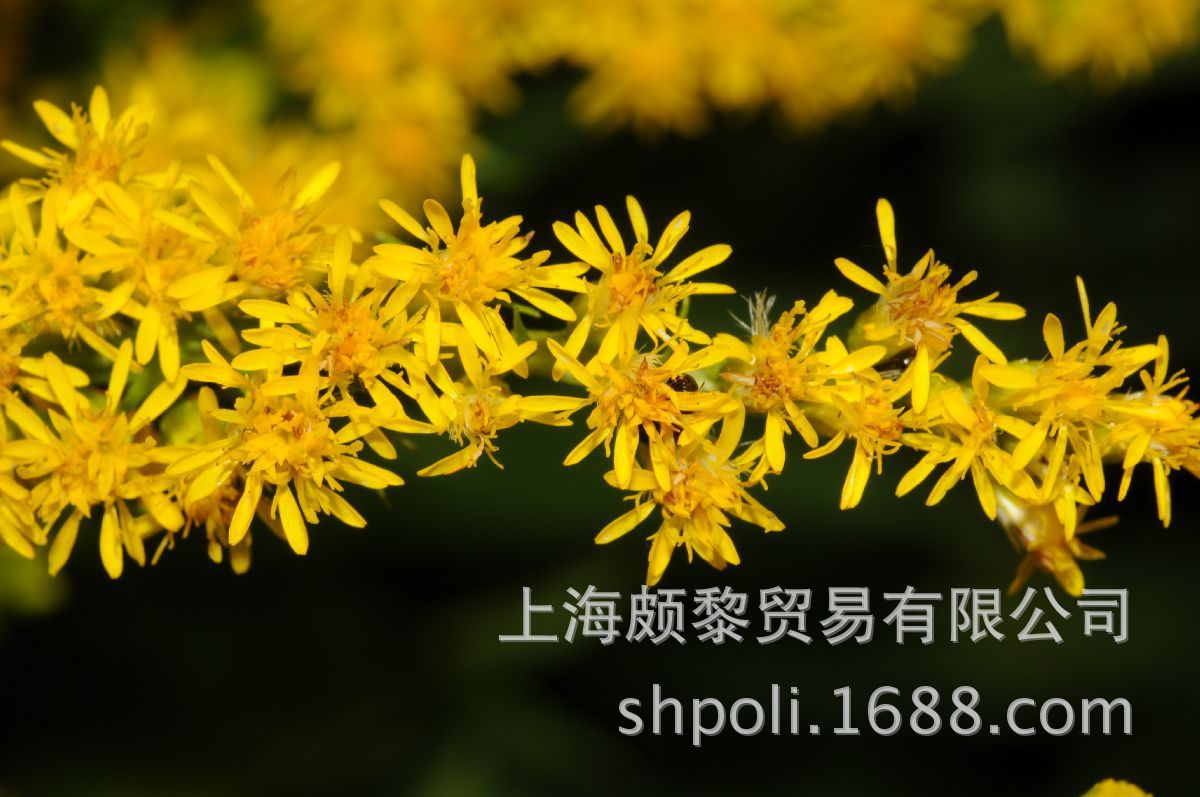 加拿大一枝黄花精油颇黎poli进口有机精油原料批发organicoil