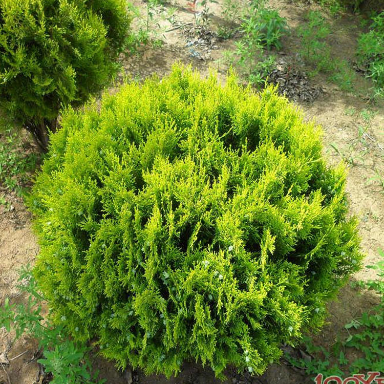 产地分布 侧柏在中国分布很广,南北各