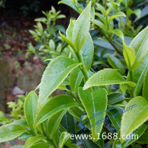 无农药原生态/潮州水仙茶/原产地批发/125g-「其他茶叶」-马可波罗网