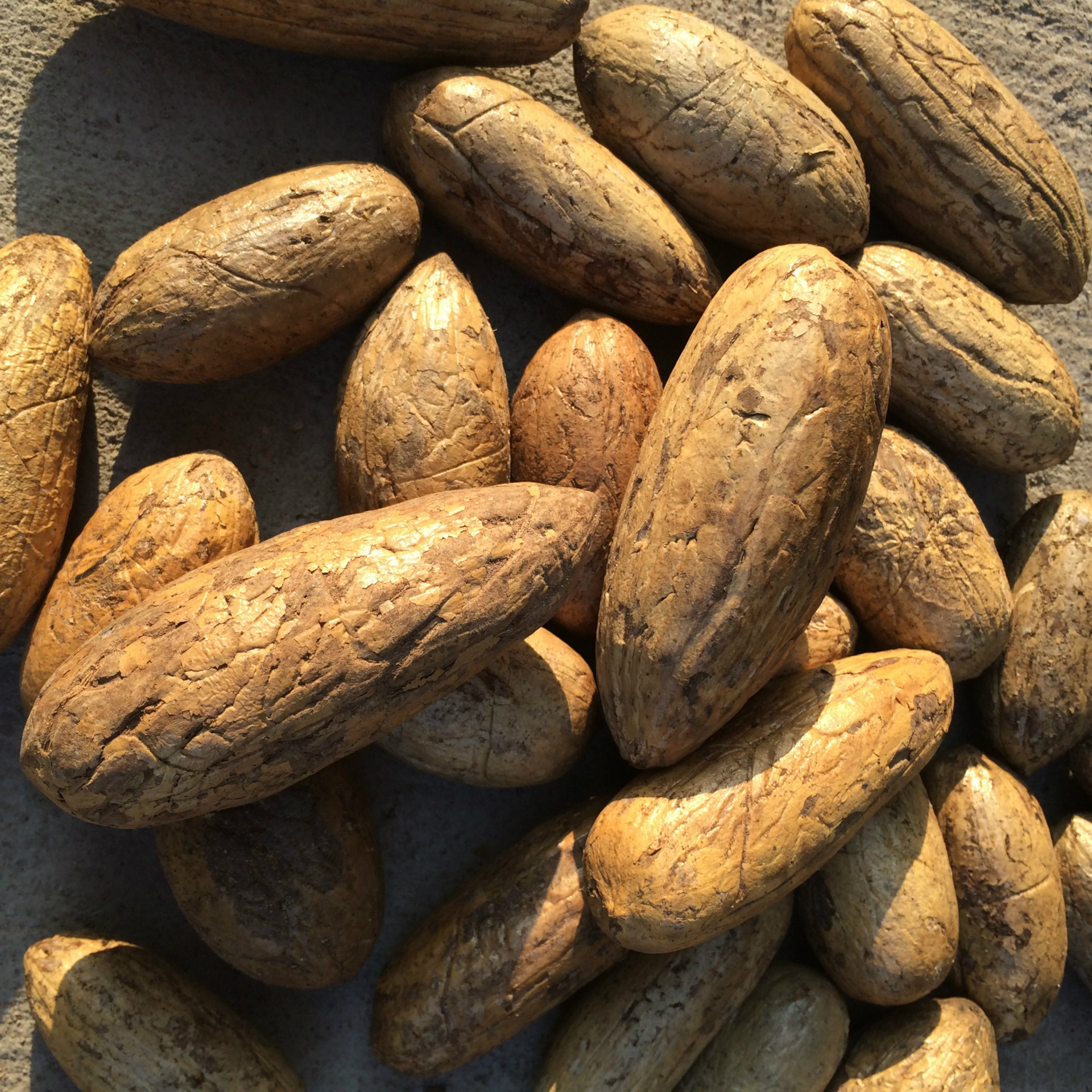 千眼菩提 千眼菩提子原籽批发大量现货一手货源品质佳价格实惠