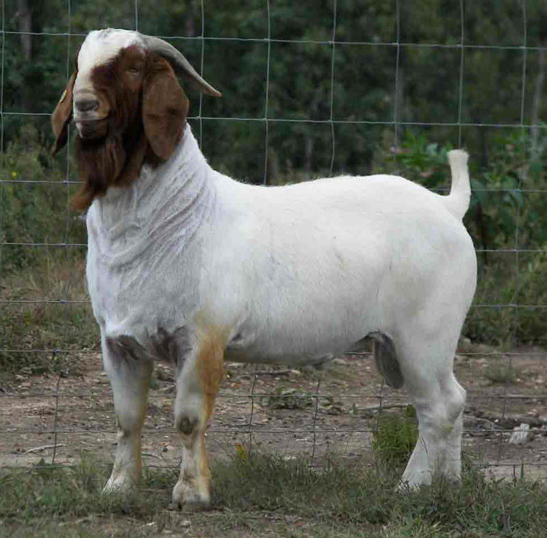 波尔山羊 小尾寒羊 优质品种 免费运输 联系电话:18753740767