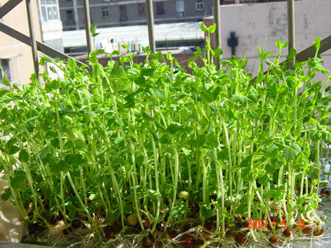 供应优质豌豆尖种子产地四川国标一级