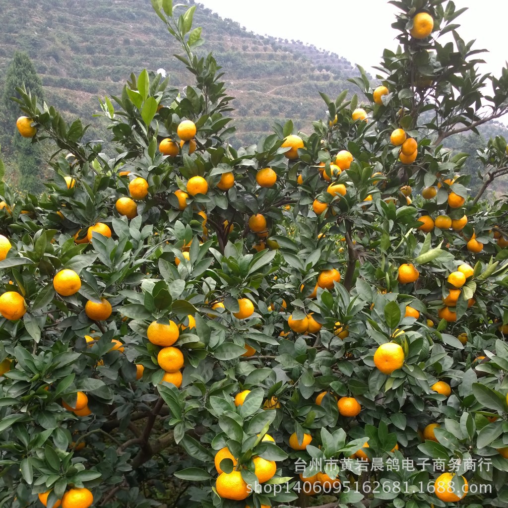 浙江蜜桔哪里产的最好(浙江产蜜桔的是哪个县)