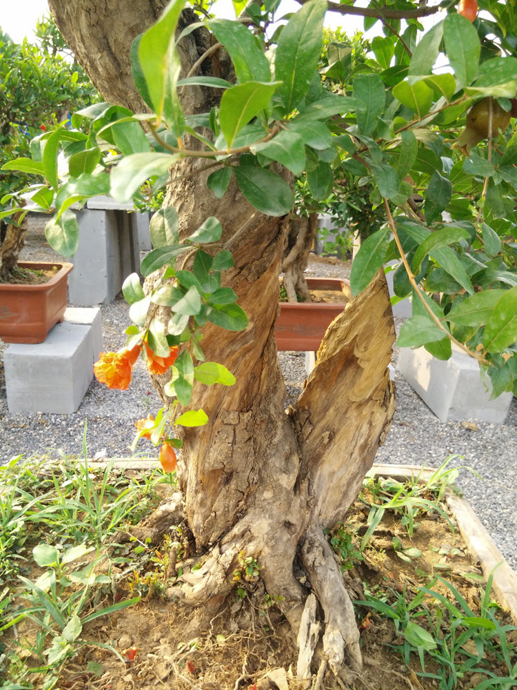 萬畝石榴園高檔石榴盆景 古老樹樁老根造型 觀果植物園林樹a14286圖片