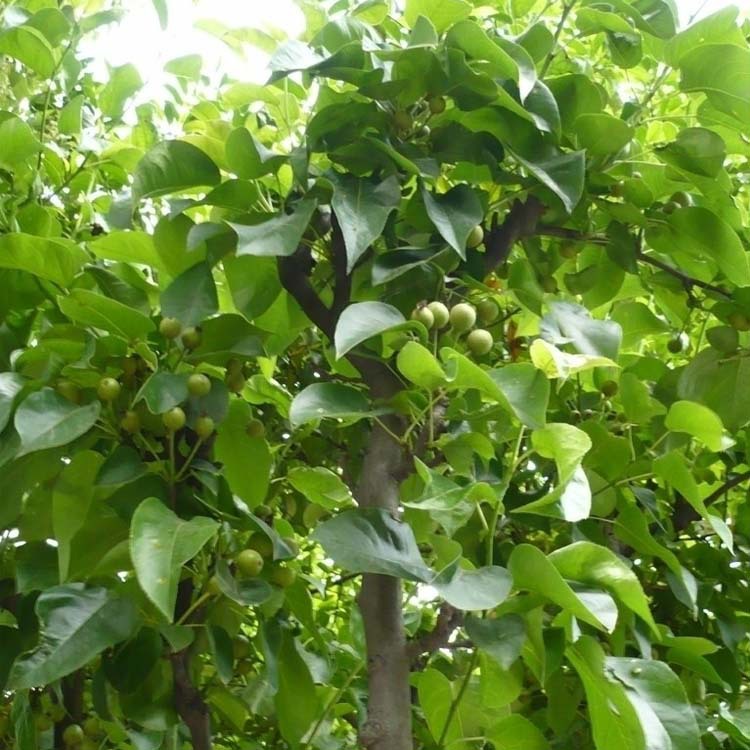 【鹏源花卉】直销果树苗 优质嫁接梨树苗 现货充足