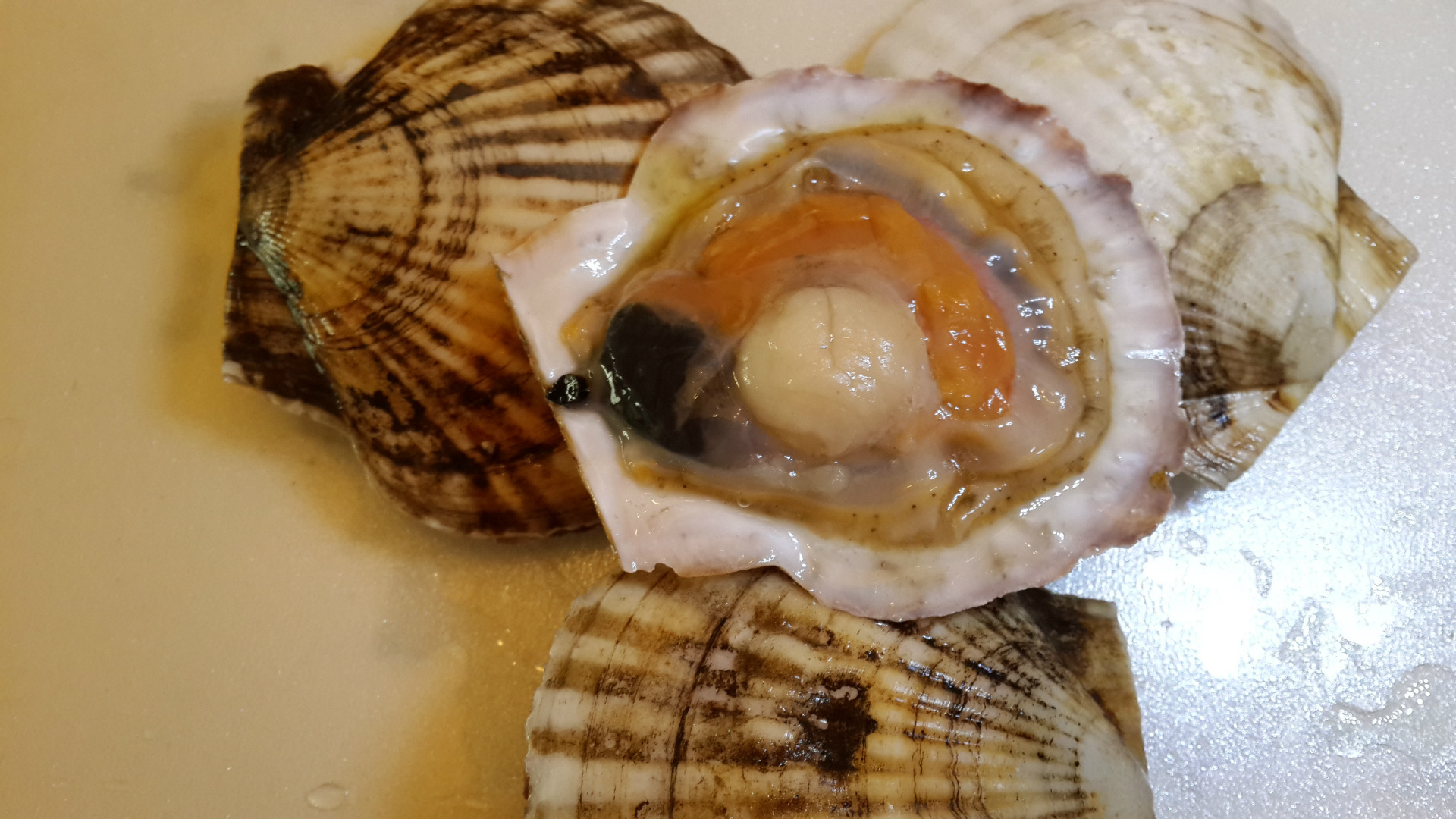 活扇贝,大连獐子岛臻品.肉质饱满,味道鲜美.保证质量