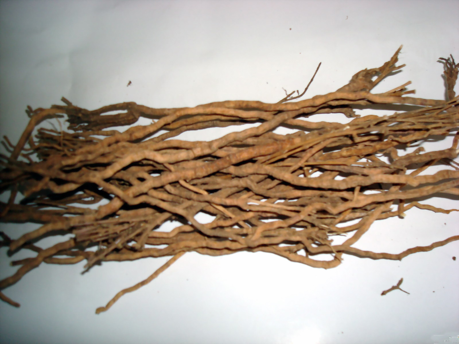 中药材 远志 远志肉 批发 正品