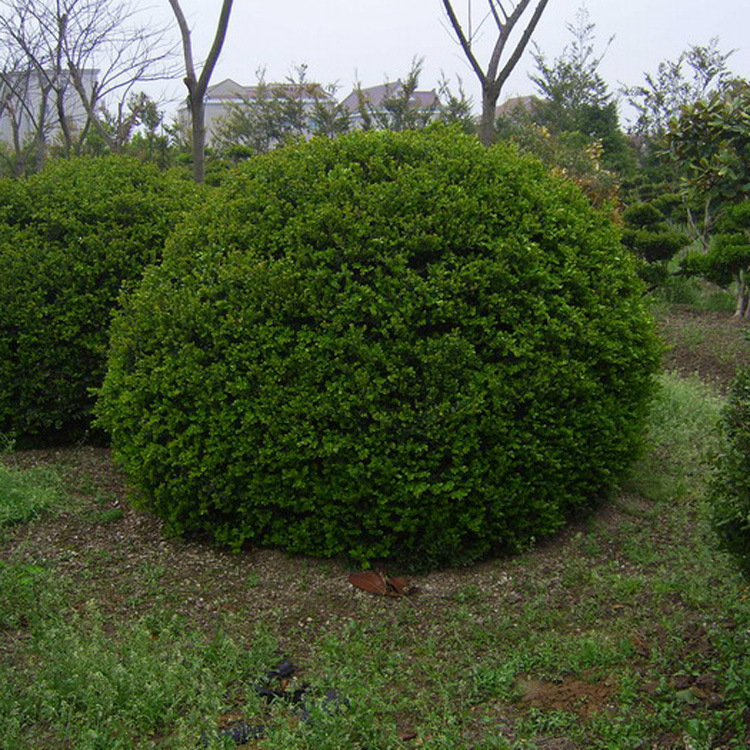 【茂华】供应各种工程绿化乔灌木小苗 冠幅 100 瓜子黄杨球