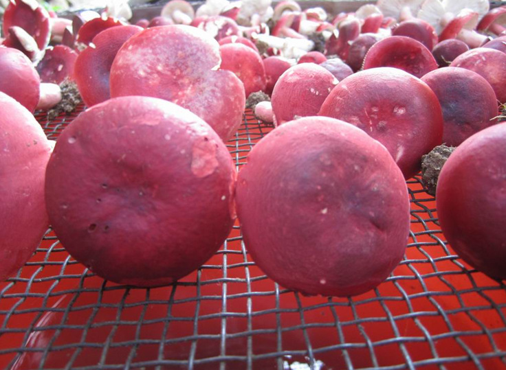 老挝特产 野生红菇