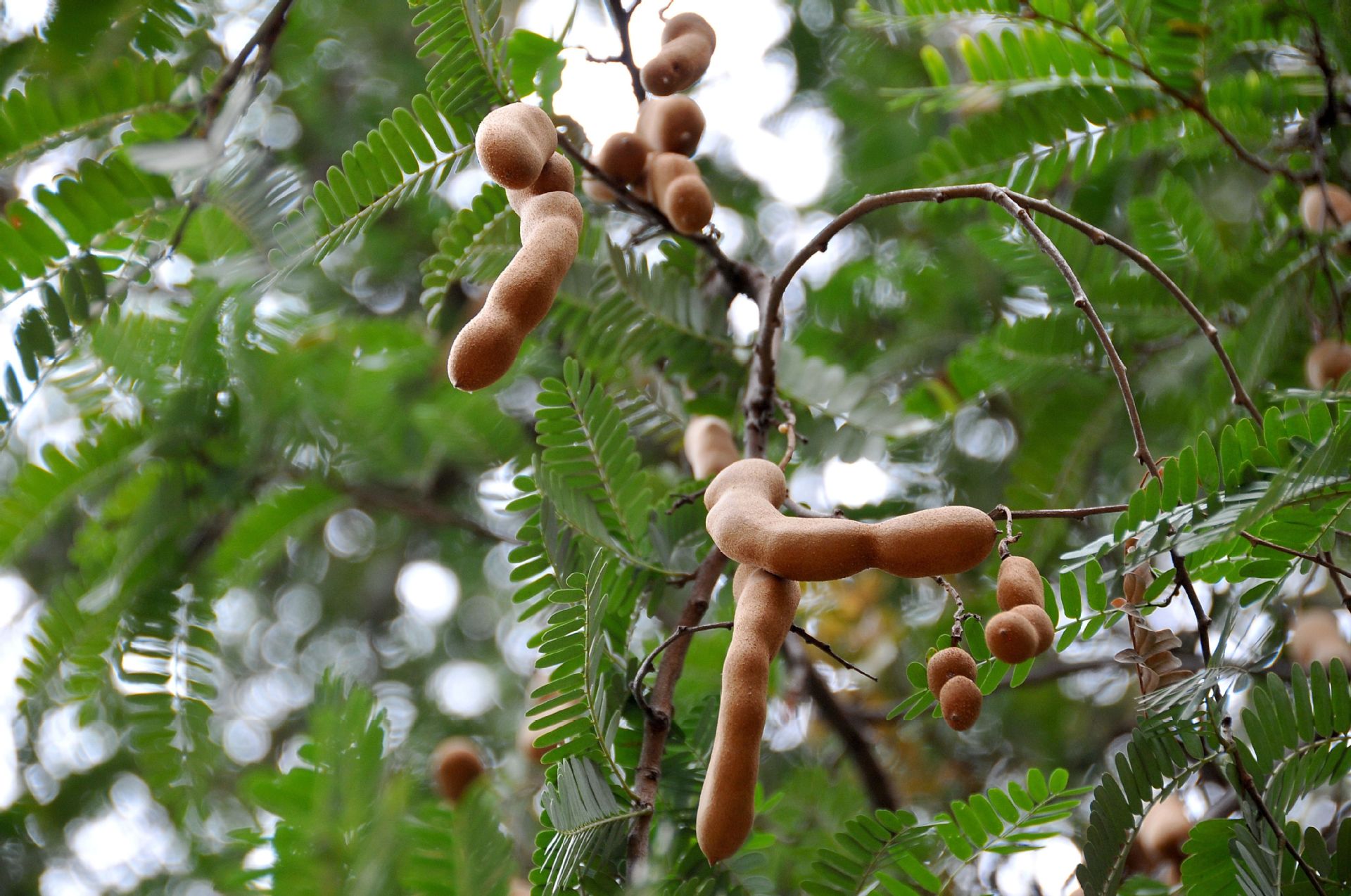 馋豆 零食人参果干甜酸角200g散装整箱厂家特价批发